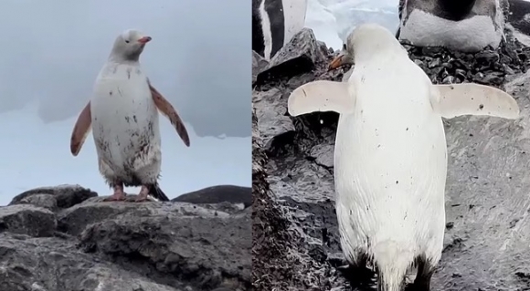 돌연변이 젠투펭귄 - 남극 칠레 곤잘레스 비델라 기지 인근에서 온몸이 흰색인 젠투펭귄이 발견됐다.