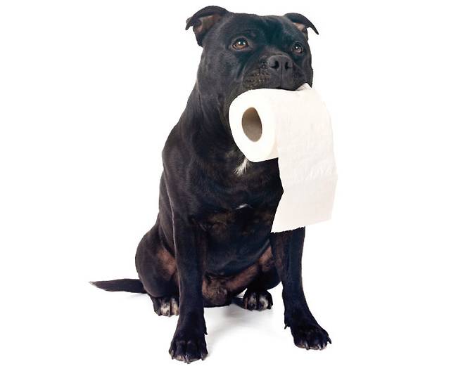 미국수의행동의학회 연구 결과에 따르면 전체 반려견의 16~17%가 분변을 먹는 행동을 하는 것으로 알려졌다. [GettyImages]