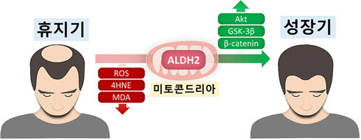 ALDH2 활성화 통해 산화 스트레스 감소를 감소시키고 베타카테닌을 증가시킴으로써 모낭을 성장기로 회복시킬 수 있다.