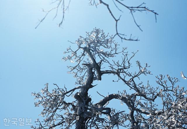 발왕산 천년주목숲길 나뭇가지에 장식을 한듯 수정 같은 얼음이 매달려 있다.
