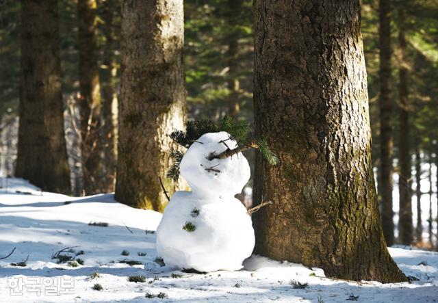 대관령 국민의숲 탐방로에 누군가가 눈사람을 만들어 놓았다.