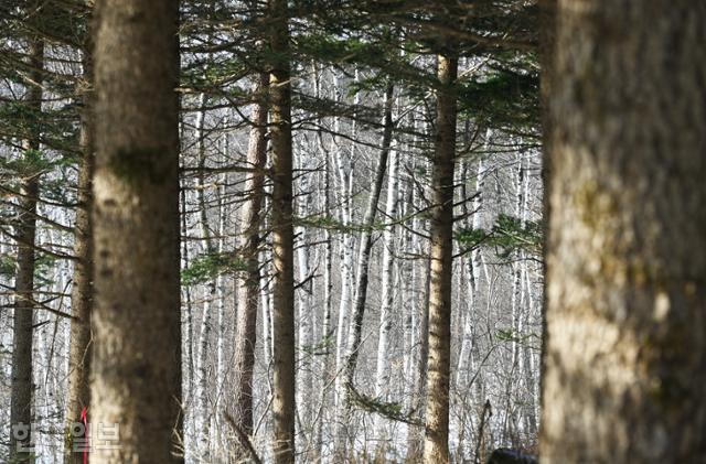 대관령 국민의숲 자작나무 조림지는 탐방로에서 조금 벗어나 있어서 먼발치에서만 볼 수 있다.