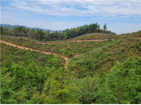 산림부문 배출권거래제 외부 사업 대상지인 서산 편백숲 모습. 한국임업진흥원