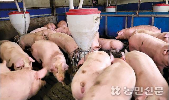 돼지고기 가격이 급락하면서 양돈농가에 경영 위기감이 고조되고 있다. 이에 대한한돈협회가 정부에 양돈농가 경영안정을 위한 대책 마련을 촉구하고 나서 정부 대응에 관심이 쏠린다. 사진은 경남의 한 양돈장 모습. 농민신문 DB