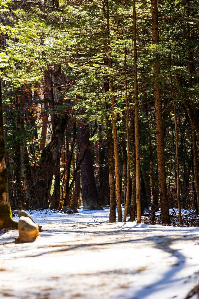 한겨울에도 초록빛으로 맞이하는 월정사 전나무숲길. 눈 쌓인 흙길과 초록의 전나무가 대비를 이루는 길을 걷노라면 두 계절을 오가는 듯하다. / 양수열 영상미디어 기자