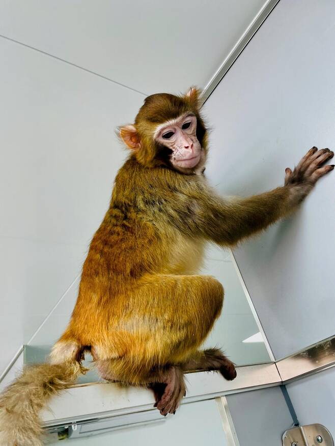 붉은털원숭이는 실험동물로 많이 쓰인다. 네이처 커뮤니케이션스 제공