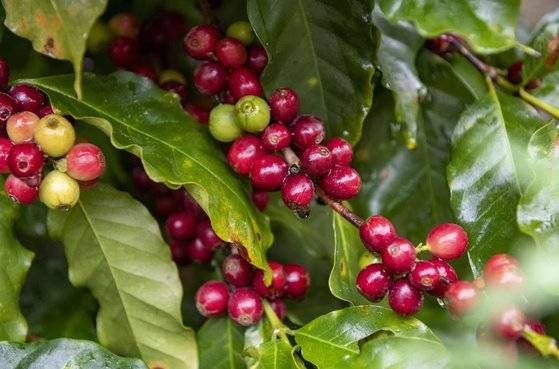 샤오아오쯔(小凹子) 커피 농장에서 재배한 커피 생두. 신화통신
