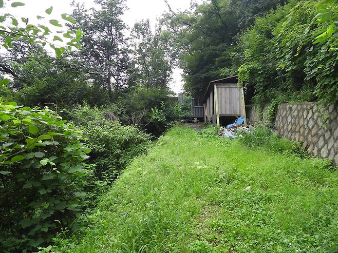 컨테이너 및 간이건물 설치로 훼손된 남산 토양 위에 서양등골나물과 같은 외래종이 자라고 있는 모습.  [사진 = 한봉호 서울시립대 교수]