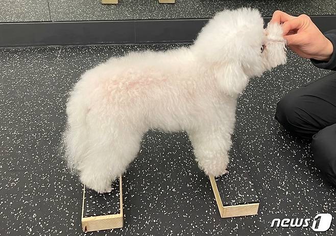 재활 치료 받는 강아지(VIP동물한방재활의학센터 바이 닥터 신사경 제공) ⓒ 뉴스1