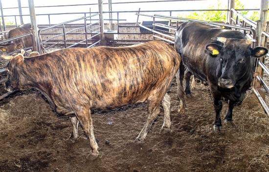 울릉도에서 사욱중인 칡소(울릉군 제공)