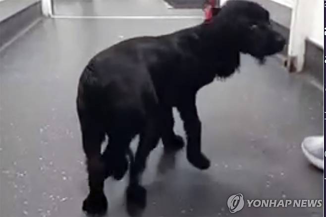 '다리 6개' 영국 유기견, 수술로 새삶…전세계서 모금 답지 (브리스틀[영국] AP=연합뉴스) 지난 17일(현지시간) 영국 잉글랜드 브리스틀에서 촬영된 다리가 6개인 유기견 '에리얼'의 모습. 2024.01.21