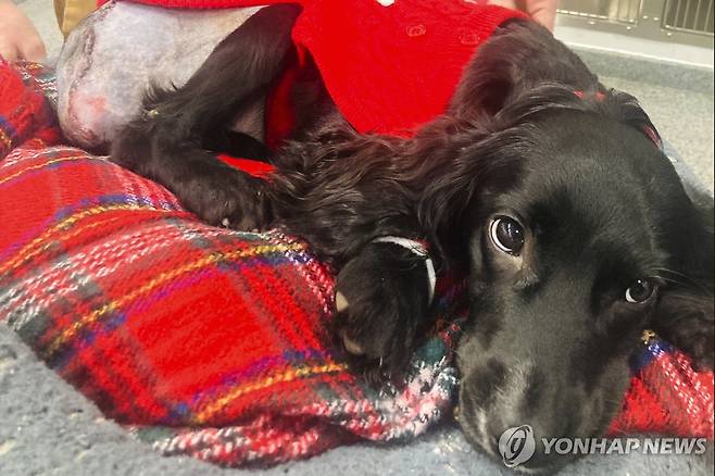'다리 6개' 영국 유기견, 수술로 새삶 (브리스틀[영국] AP=연합뉴스) 지난 17일(현지시간) 영국 잉글랜드 브리스틀에서 다리가 6개인 유기견 '에리얼'이 불완전한 다리 2개를 제거하는 수술을 받은 뒤의 모습. 2024.01.21