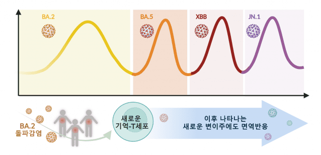 오미크론 돌파감염으로 형성된 기억-T세포의 새로운 변이주에 대한 면역반응 (자료=IBS)