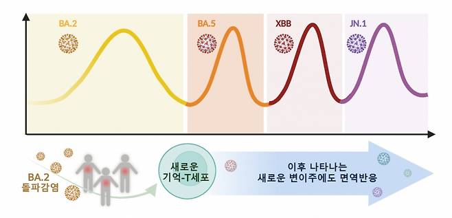 코로나19 변이가 생겨도 기억 T세포 면역반응으로 중증으로 번지지 않는다. / 사진=기초과학연구원(IBS)