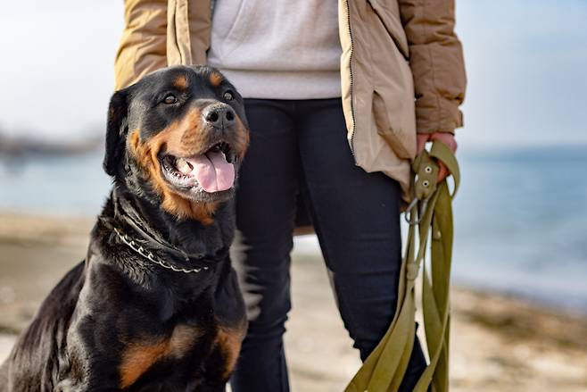 This photo shows a Rottweiler, one of the five breeds recognized by the South Korean law as an aggressive dog breed. (123rf)