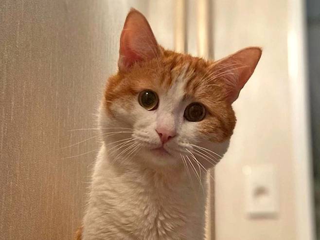 영하 30도 혹한에 열차 밖으로 버려져 동사한 애완 고양이 '트윅스'. [SNS 갈무리]