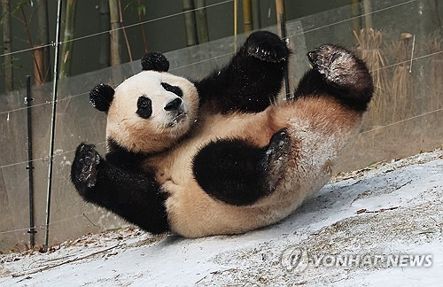 푸바오. 연합뉴스