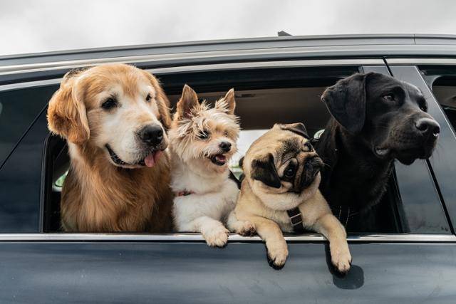 '멍뭉이'는 집사 인생 조기 로그아웃 위기에 처한 민수와 인생 자체가 위기인 진국이 사랑하는 반려견 루니의 완벽한 집사를 찾기 위해 면접을 시작하는 이야기를 다뤘다. '멍뭉이' 스틸컷