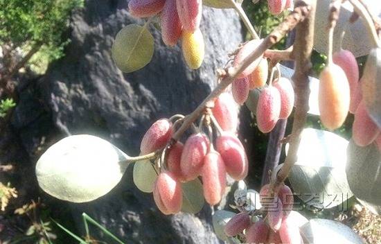 울릉도 보리밥 나무 열매(헤럴드 DB)