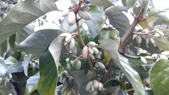 보리밥 나무 열매(국립백두대간 수목원 제공)