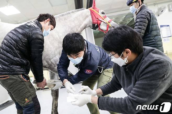 경주마 치료에 힘쓰는 한국마사회 진료부 수의사 모습(한국마사회 제공)