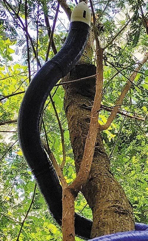 이탈리아기술원이 개발한 ‘필로봇’이 덩굴처럼 장애물을 타고 오르고 있다. 필로봇은 빛을 비롯한 외부 자극을 향해 움직일 수 있다./이탈리아기술원