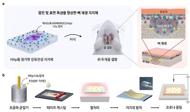 향상된 뼈 재생 메커니즘의 도식적 표현 및 하이드록시아파타이트 융합 P(VDF-TrFE) 지지체의 제조 방법