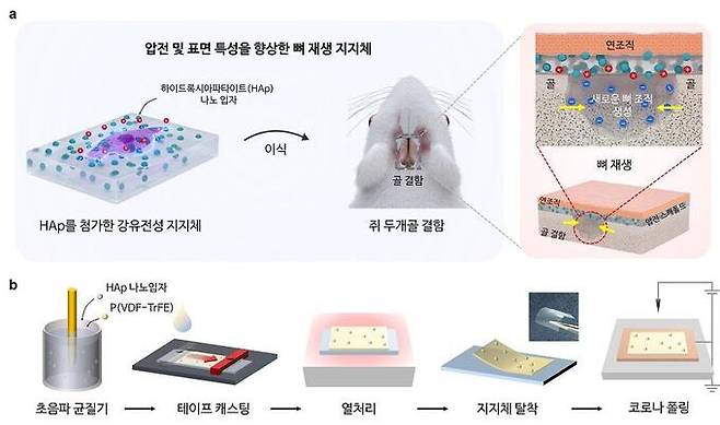 향상된 뼈 재생 메커니즘의 도식적 표현 및 하이드록시아파타이트 융합 P(VDF-TrFE) 지지체의 제조 방법. 카이스트 제공