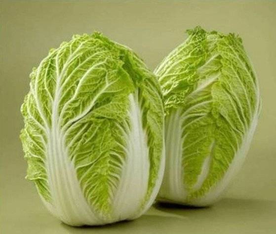 일본 재래 배추와 양배추를 교잡해 개발한 지금의 풍성한 배추. [사진 우장춘 기념관, 김정탁·김석우]