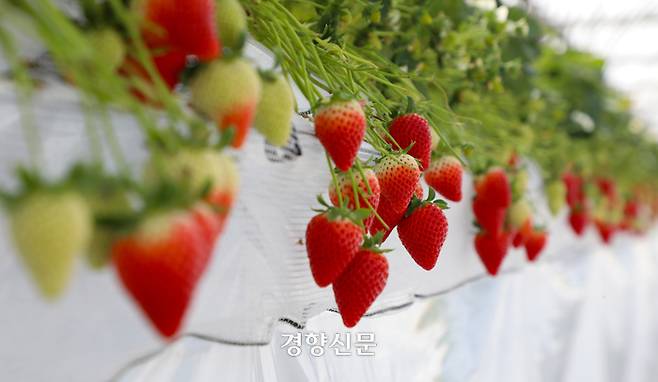 사가 남부 시로이시에 있는 키시카와 농원은 8종의 딸기를 재배하고, 1월~5월가지 수확 체험을 할 수 있다. 10개 입 한 상자에 3만원 정도하는 품종 딸기를 곧바로 따서 맛볼 수 있다.