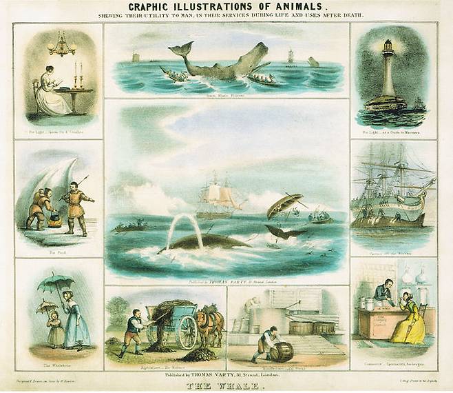 고래의 상업적 활용을 묘사한 19세기 그림.