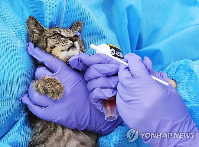 검사받는 고양이 [연합뉴스 자료사진]