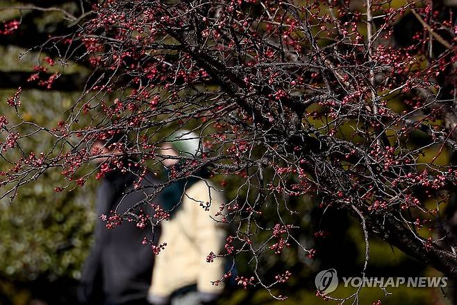 겨울 이겨낸 홍매화 (부산=연합뉴스) 손형주 기자 = 낮부터 추위가 한풀 꺾인 28일 오후 부산 남구 유엔기념공원에 홍매화가 꽃망울을 터트리고 있다. 2024.1.28 handbrother@yna.co.kr