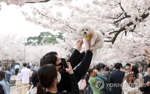 진해 군항제 [연합뉴스 자료사진]