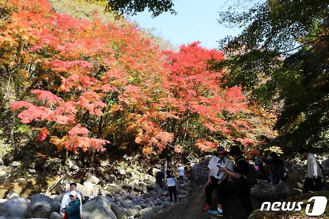 한라산국립공원 천아계곡에서 탐방객들이 가을 단풍을 즐기고 있다.(자료사진)2023.10.29/뉴스1 ⓒ News1 고동명 기자