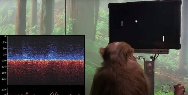 뇌 이식 칩을 심은 원숭이가 생각만으로 컴퓨터 게임을 하는 모습. 유튜브 갈무리