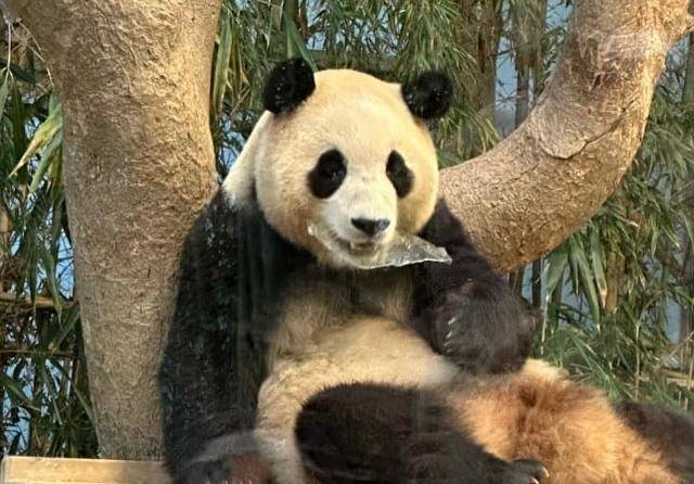 에버랜드의 자이언트 판다 푸바오가 아크릴로 보이는 조각을 무는 것이 관람객에게 포착됐다. 독자 제공