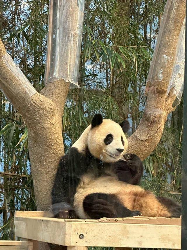 에버랜드는 판다월드 내 쌍둥이 판다가 나무 위로 올라가지 못하도록 폴리카보네이트 소재의 나무 오름막 방지 설치물을 제작했으나 푸바오가 이를 깨트려 노는 모습이 포착되면서 설치물을 교체하기로 했다. 독자 제공