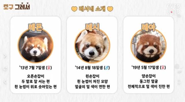 에버랜드 유튜브 캡처