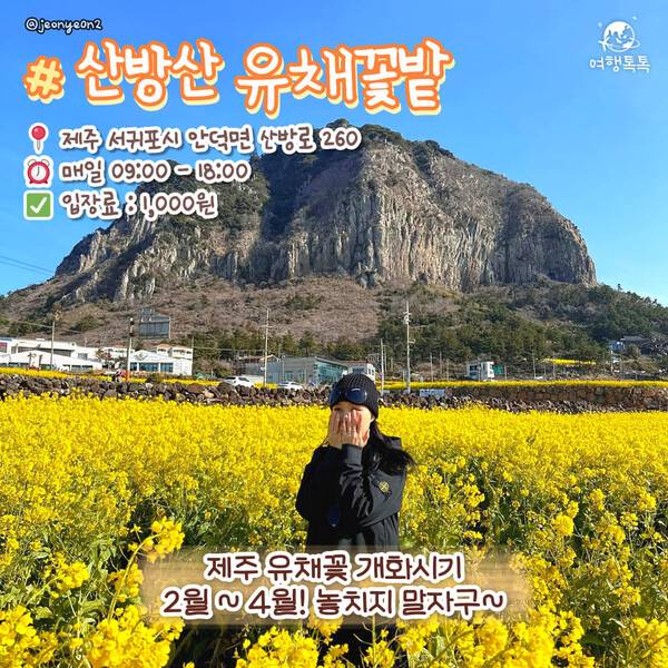 ⓒ여행톡톡 /&nbsp;제주 산방산 유채꽃밭