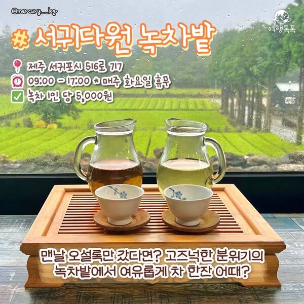 ⓒ여행톡톡 / 제주&nbsp;서귀다원&nbsp;녹차밭