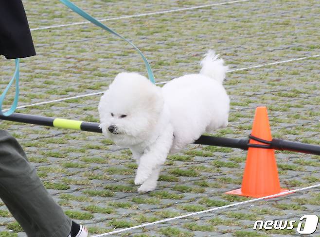 27일 오후 제주시 애월읍 새별오름에서 열린 2023 반려동물 문화축제에서 반려견이 장애물 넘기를 하고 있다. 2023.5.27/뉴스1 ⓒ News1 오현지 기자