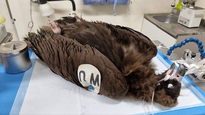 30일 오전 전남 순천시 전남야생동물구조관리센터에서 날개뼈에 부상을 입은 대머리수리가 치료받고 있다. /전남야생동물구조관리센터 제공