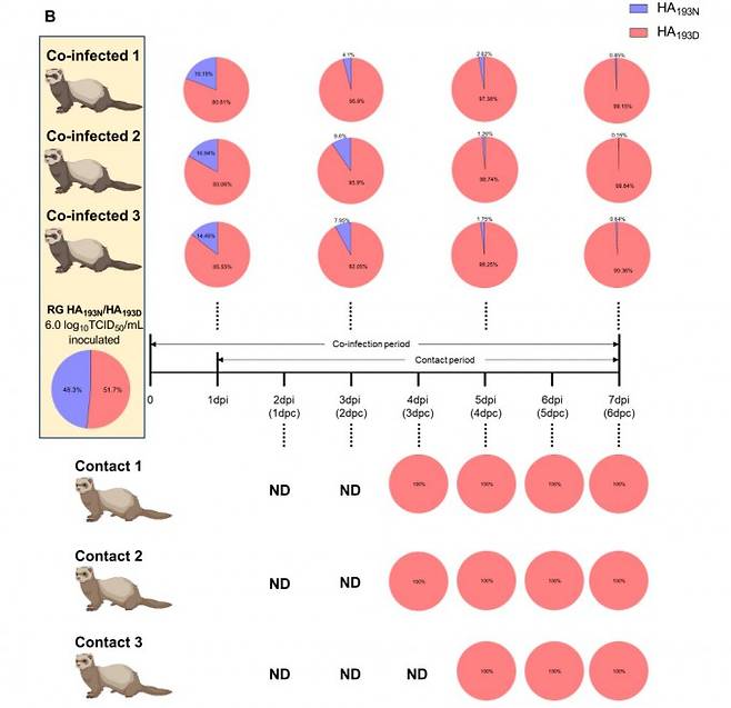 기존 조류독감 바이러스(HA-193N)와 변이 바이러스(HA-193D)를 동량으로 페렛에게 감염시키자 시간이 지나면서 HA-193D가 우세하게 증식했다. IBS 제공.