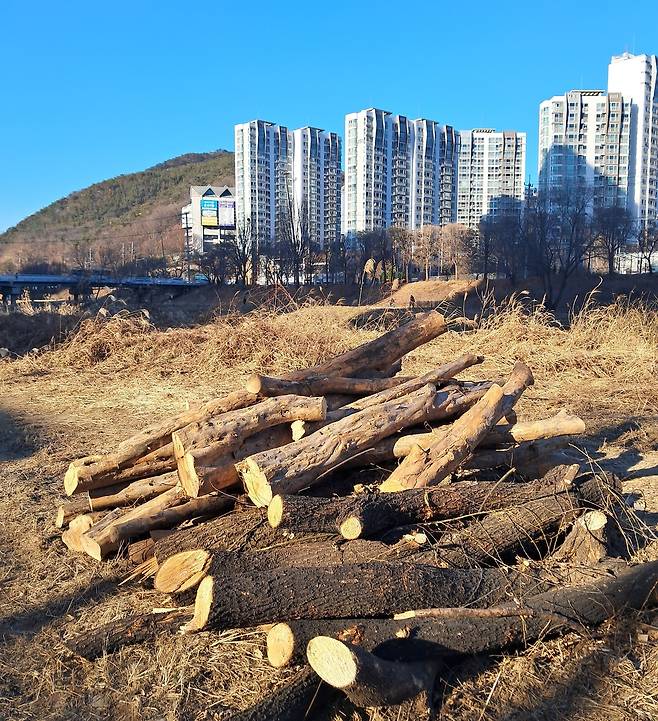 안양시가 안양천 교목을 벌목한 모습 [안양군포의왕환경운동연합 제공. 재판매 및 DB 금지]