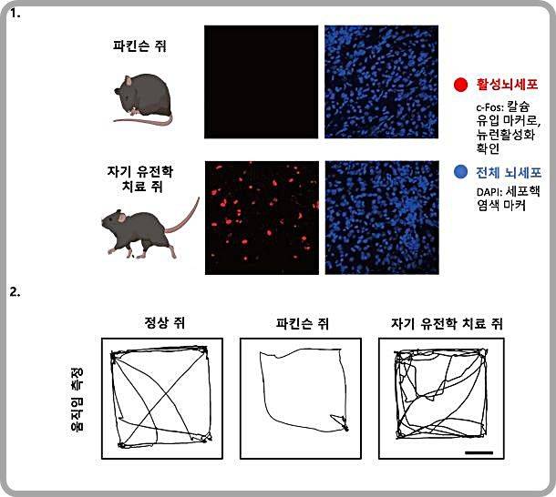 [대전=뉴시스] 나노-자기유전학을 이용한 DBS의 파킨슨병 운동 장애 치료 효과. 그림 1은 나노-자기유전학 DBS에 의한 뇌 심부 시상하핵 지역의 신경세포 활성화 증가를 나타내고 그림 2에서는 나노-자기유전학 DBS 치료를 받은 파킨슨 쥐가 정상 쥐와 비슷한 수준의 활발한 움직임을 확인할 수 있다.(사진=IBS 제공) *재판매 및 DB 금지