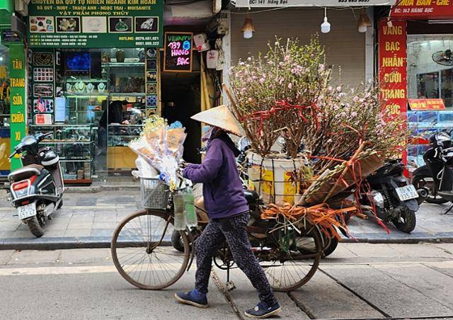 지난달 27일 베트남 하노이에서 한 상인이 복숭아나무가 실린 자전거를 끌고 가고 있다. 뗏 기간이 되면 하노이 시민들은 풍요와 행운을 기원하며 집을 복숭아나무나 금귤나무로 장식한다. 하노이=허경주 특파원