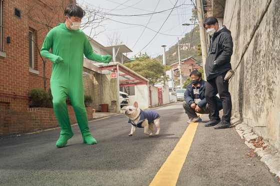 영화 '도그 데이즈'에서 완다(완다)가 주인(윤여정)이 실려간 구급차를 쫓는 장면은 실제 현장에선 초록 쫄쫄이를 입은 훈련사가 함께 뛴 뒤 훈련사를 CG로 지워 장면을 완성했다. 사진 CJ ENM