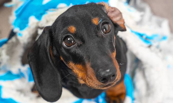 닥스훈트. 사진=게티이미지뱅크