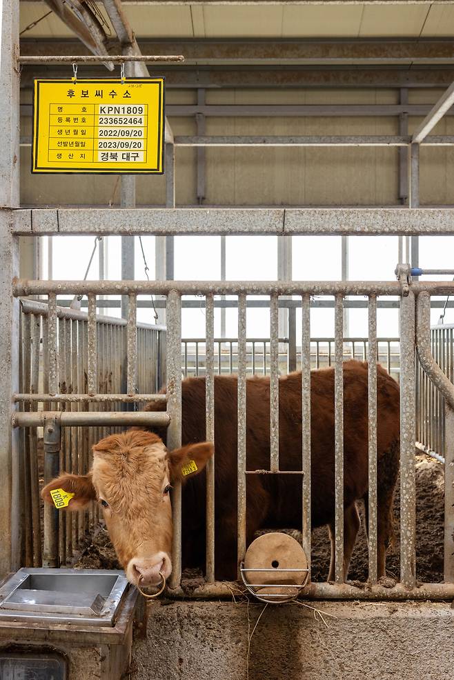 한우 보증씨수소는 넓은 축사를 여유롭게 홀로 쓰며 정액 채취를 위한 최상의 컨디션을 유지한다./장은주 영상미디어 객원기자